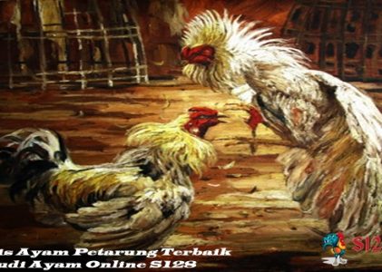 Jenis Ayam Petarung Terbaik di Judi Ayam Online S128